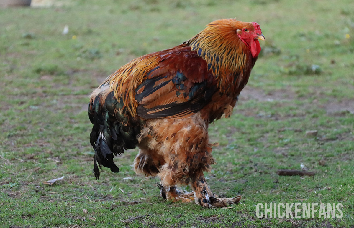 Why Do Roosters Crow? (And How To Make Them Stop) Chicken Fans