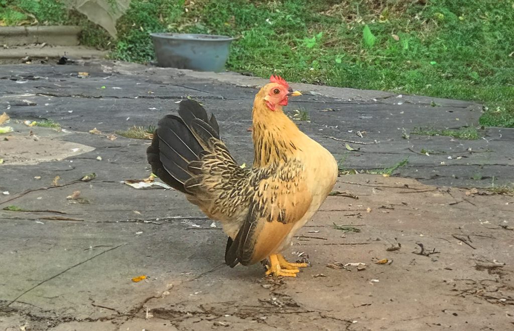 a sebright chicken