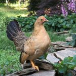 sebright chicken