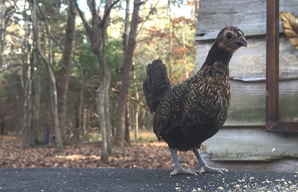 a sebright pullet