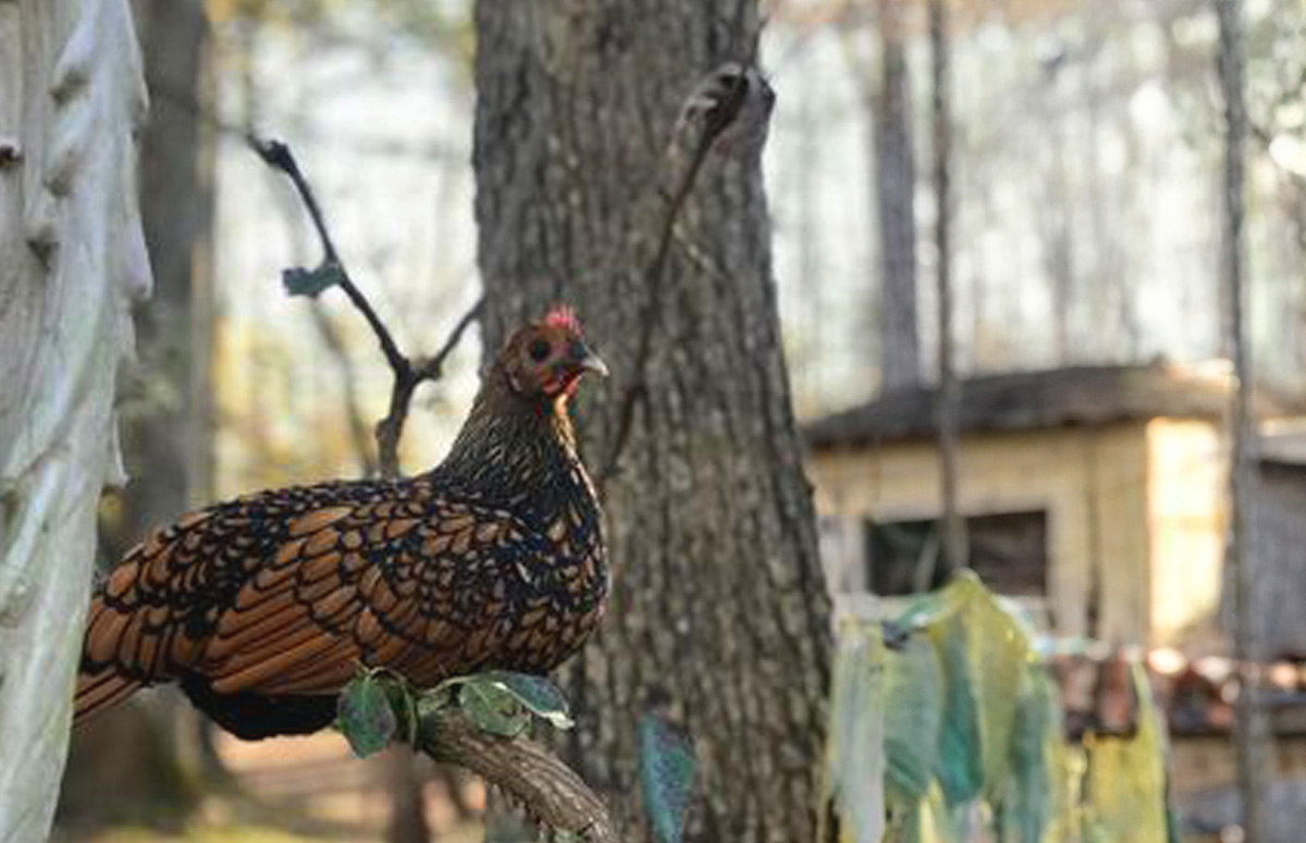 Sebright Chicken A Sweet True Bantam Breed Chicken Fans