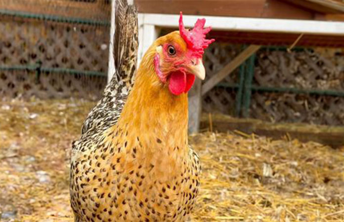 a sicilian buttercup hen with a butternut comb