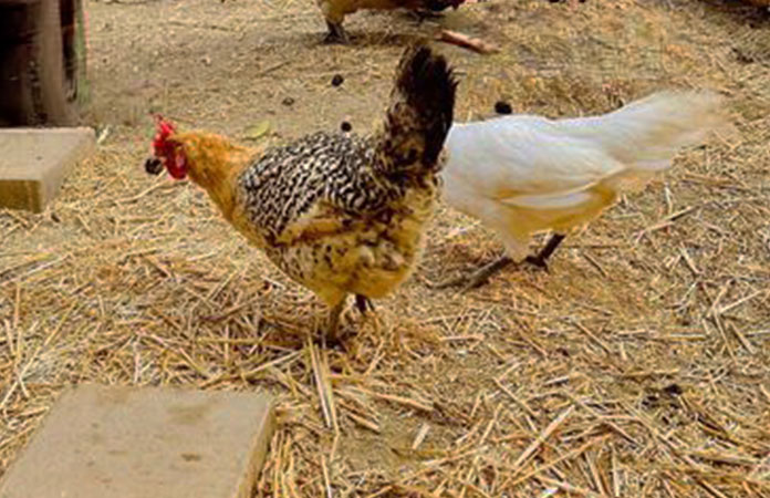 the colors of a sicilian buttercup chicken