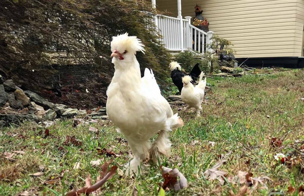 a sultan chicken