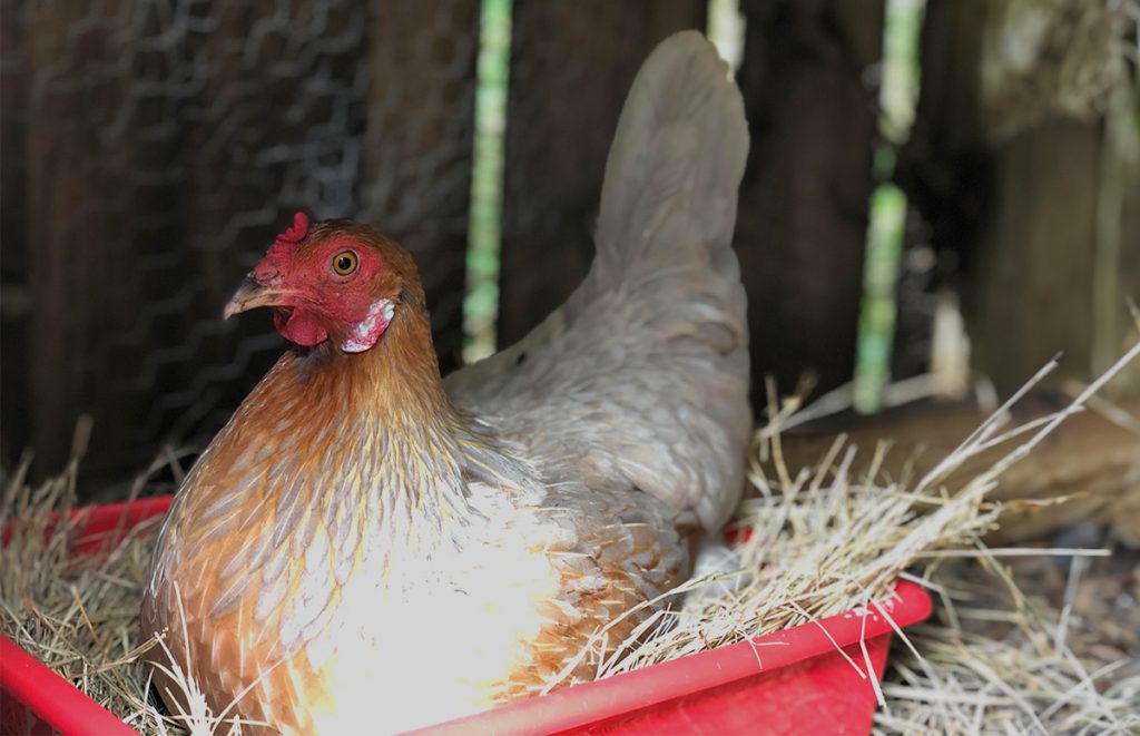 a whiting true blue in a nesting box laying eggs