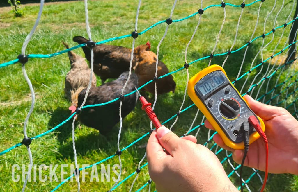 measuring the effective voltage on the electric poultry netting with a multimeter, showing a high voltage of 7020 volt