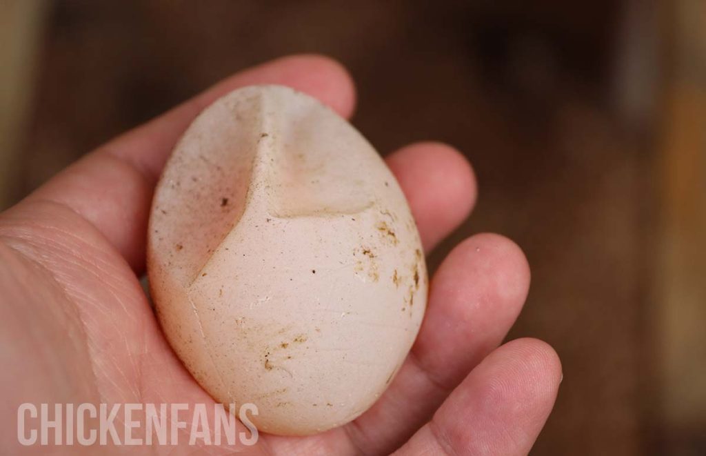 a soft shelled chicken egg