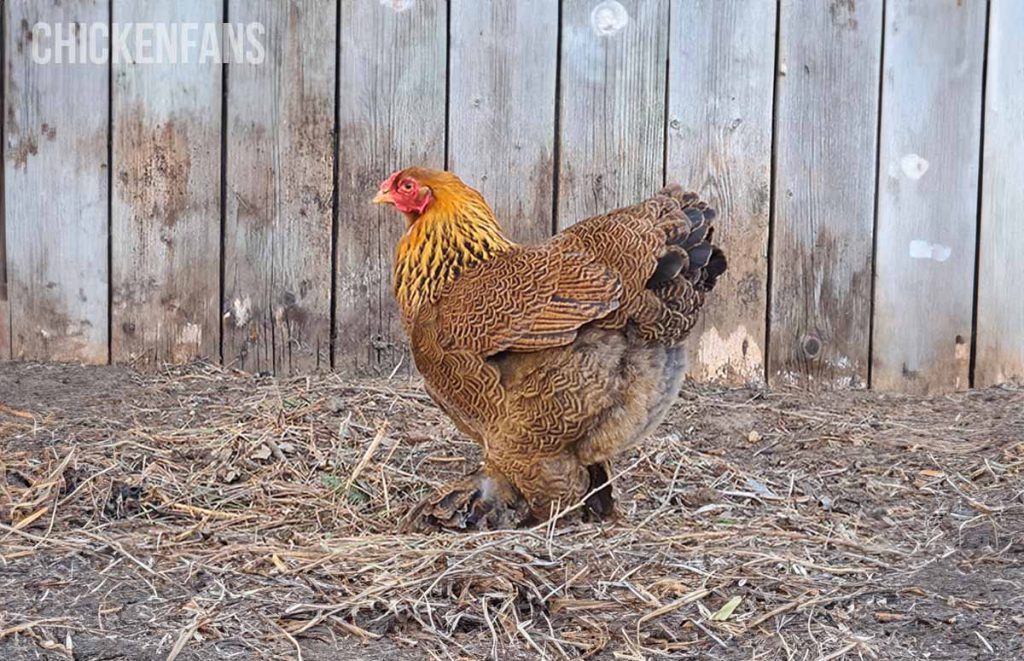 a brahma hen is most likely high in the pecking order