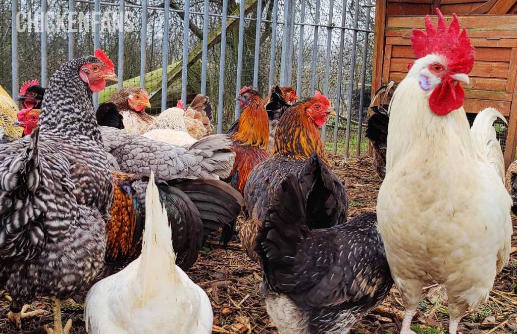 a group of chickens within a chicken pecking order