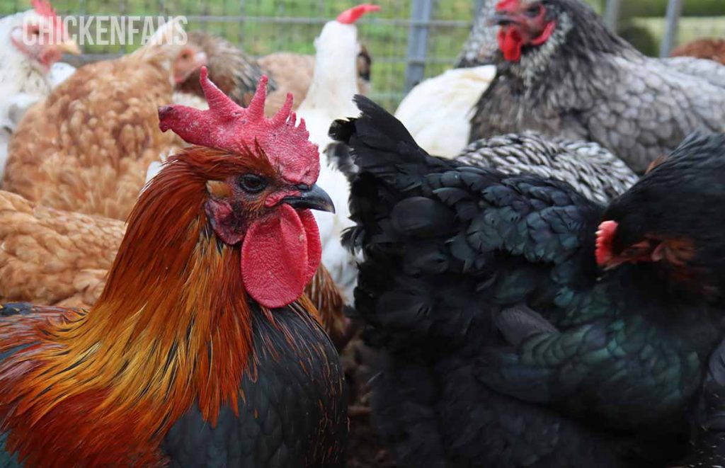 a rooster in a mixed flock