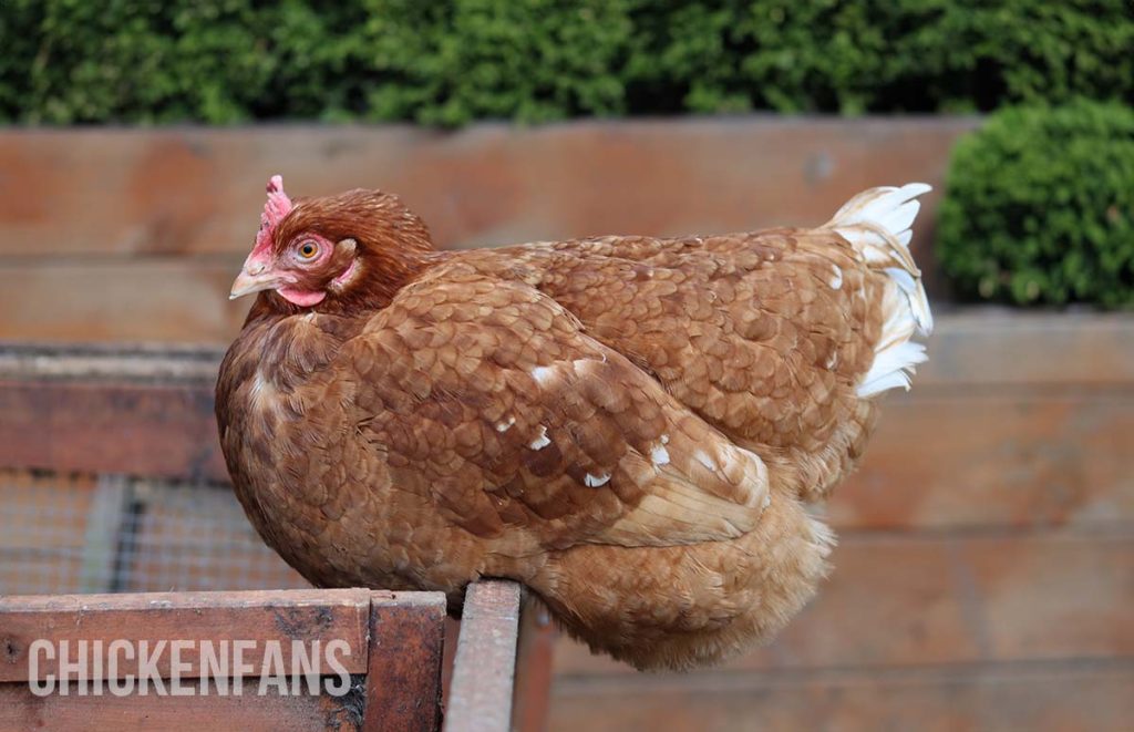 a chicken roosting outside the coop