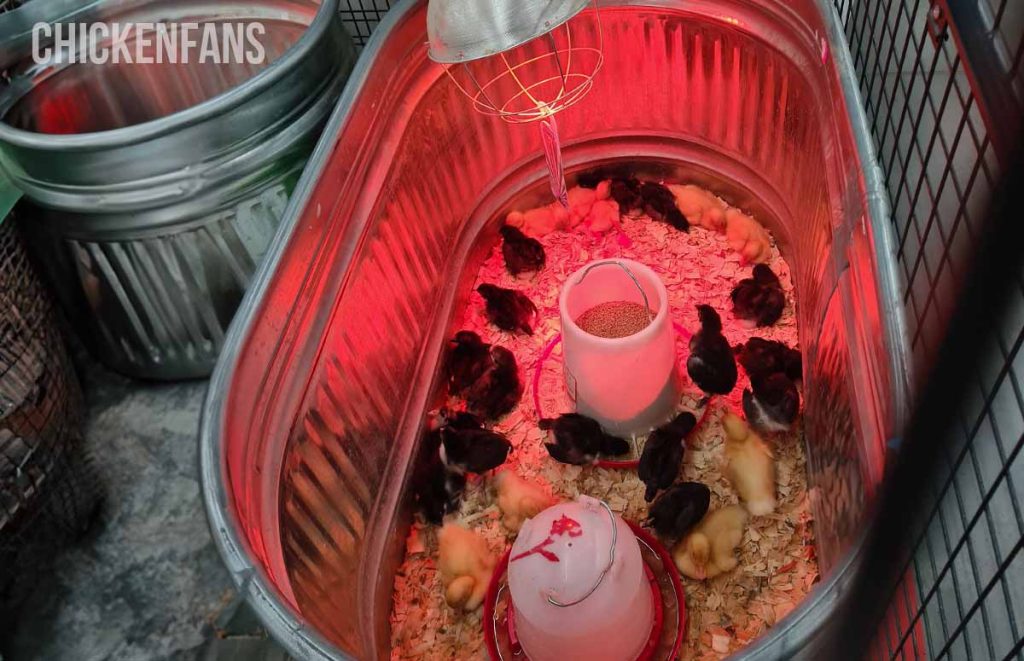 a batch of chicks in a hatchery store