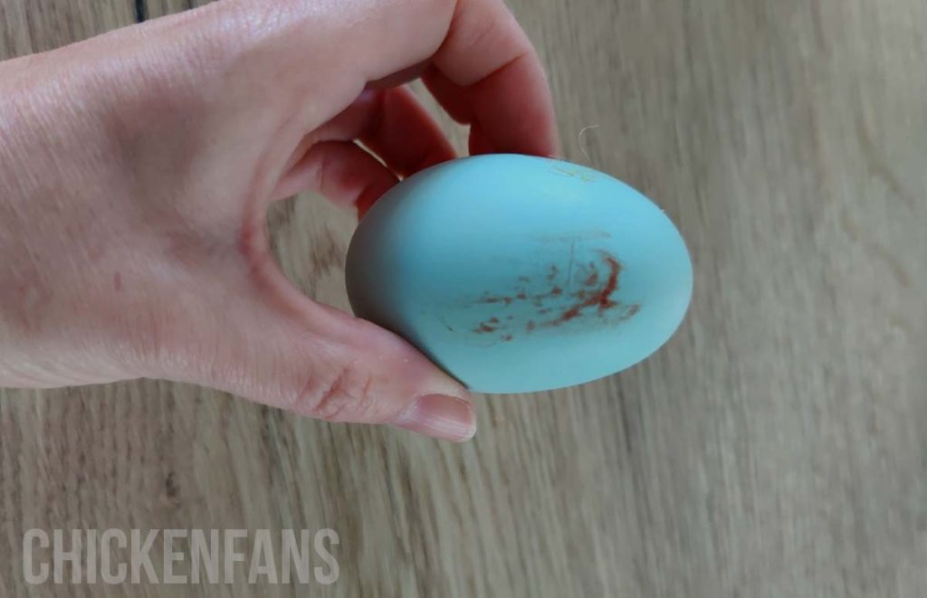 a chicken egg with a blood stain on it