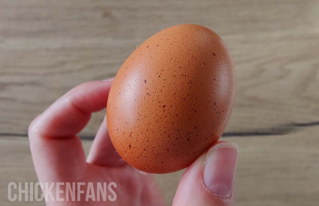 a speckled chicken egg