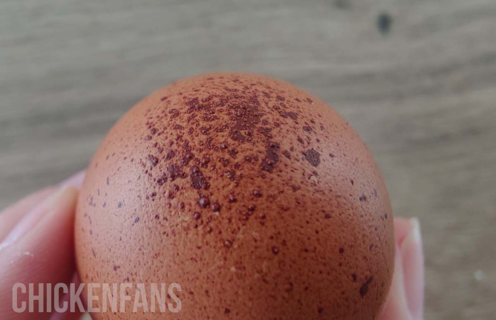 calcium deposit on a chicken egg