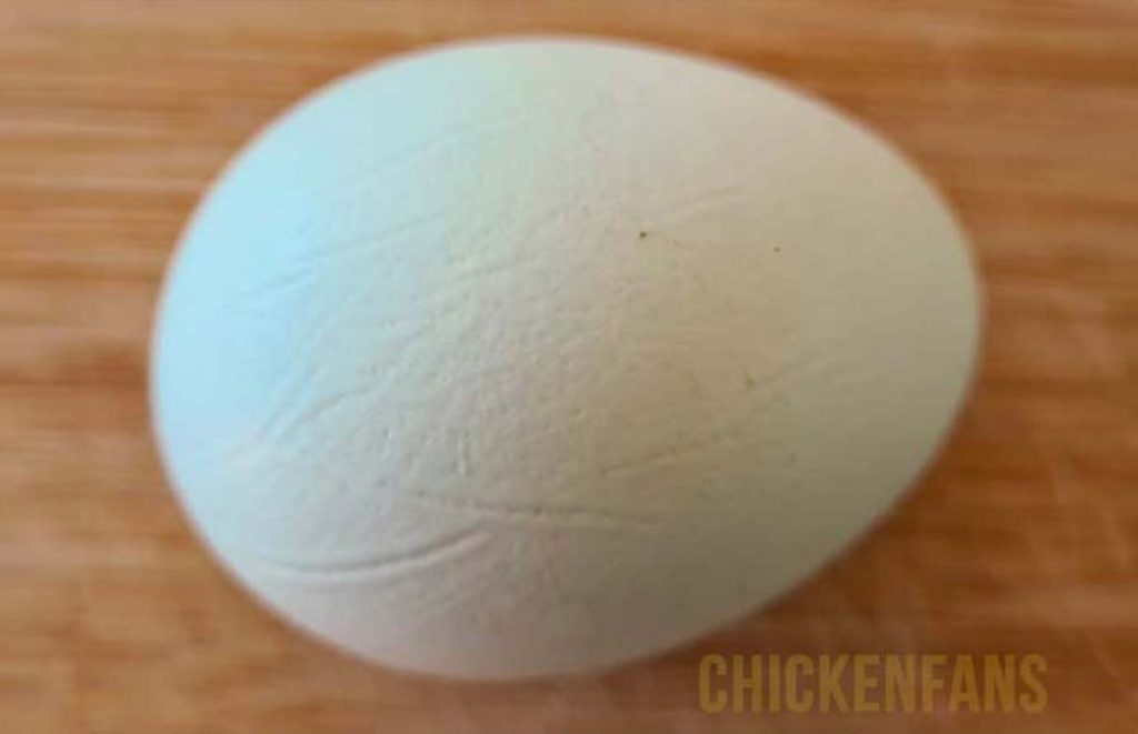 a wrinkled chicken egg