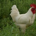 an american bresse rooster