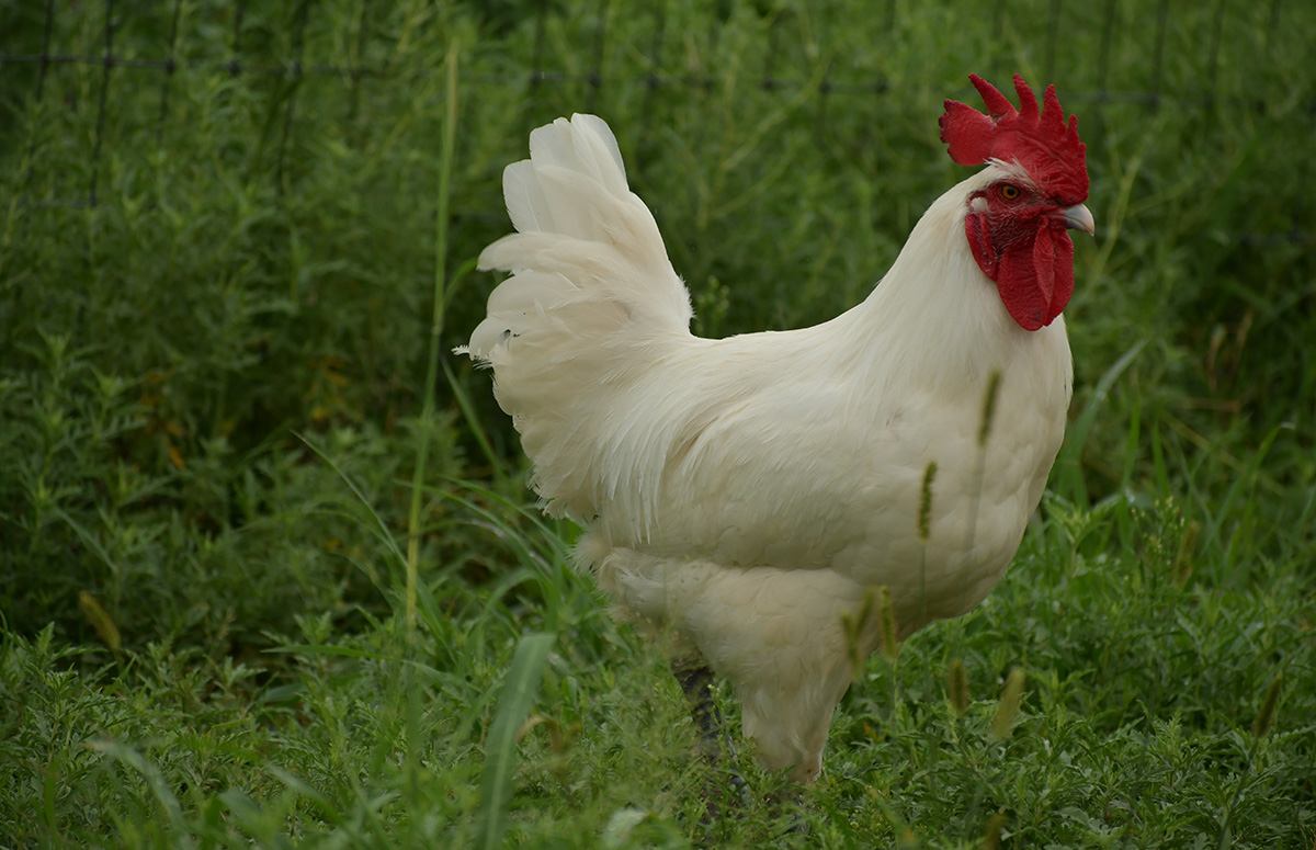 an american bresse rooster