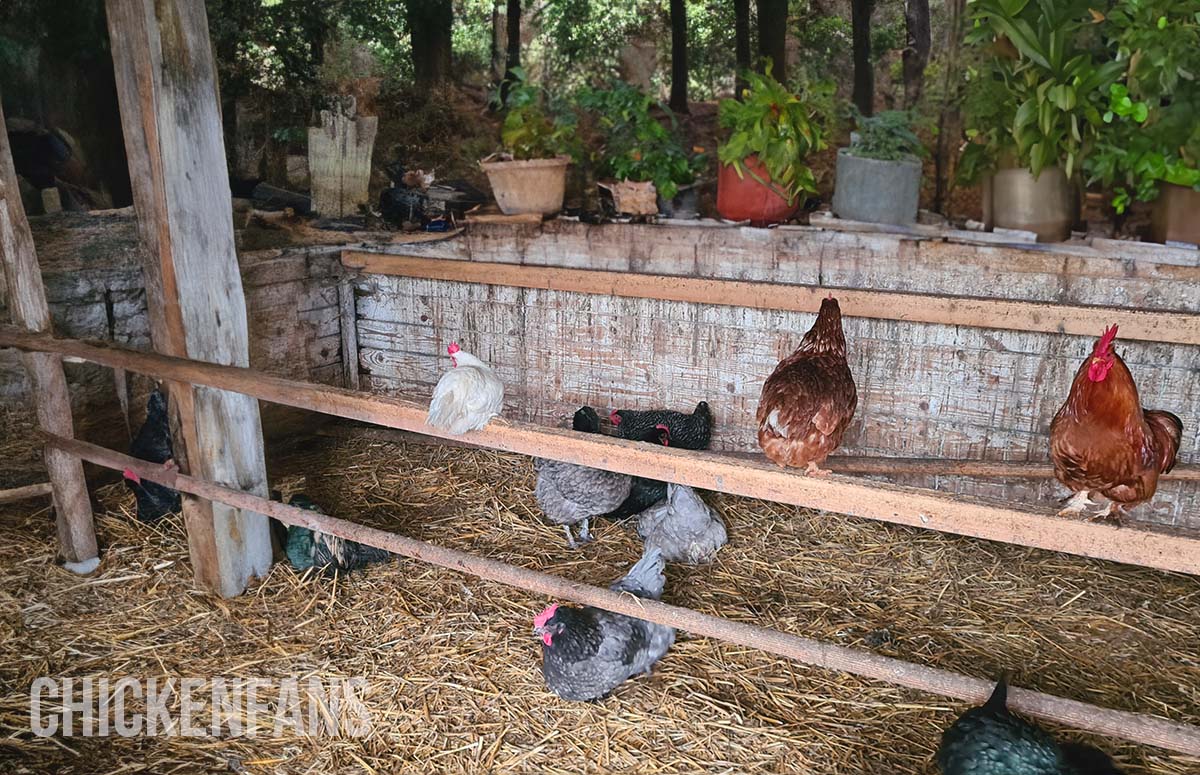 Can Chickens Sleep Outside? (Dangers And Benefits)
