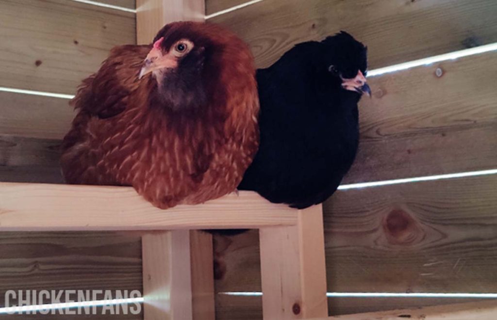 two chickens sleeping inside a coop, which is safer than sleeping outside