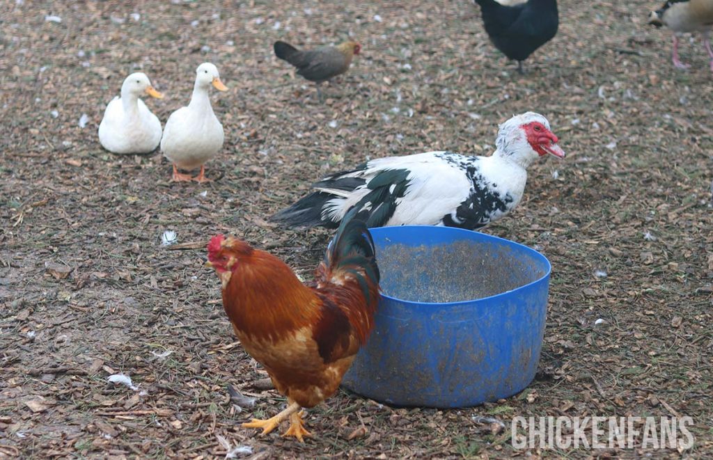 a duck and a chicken eating together