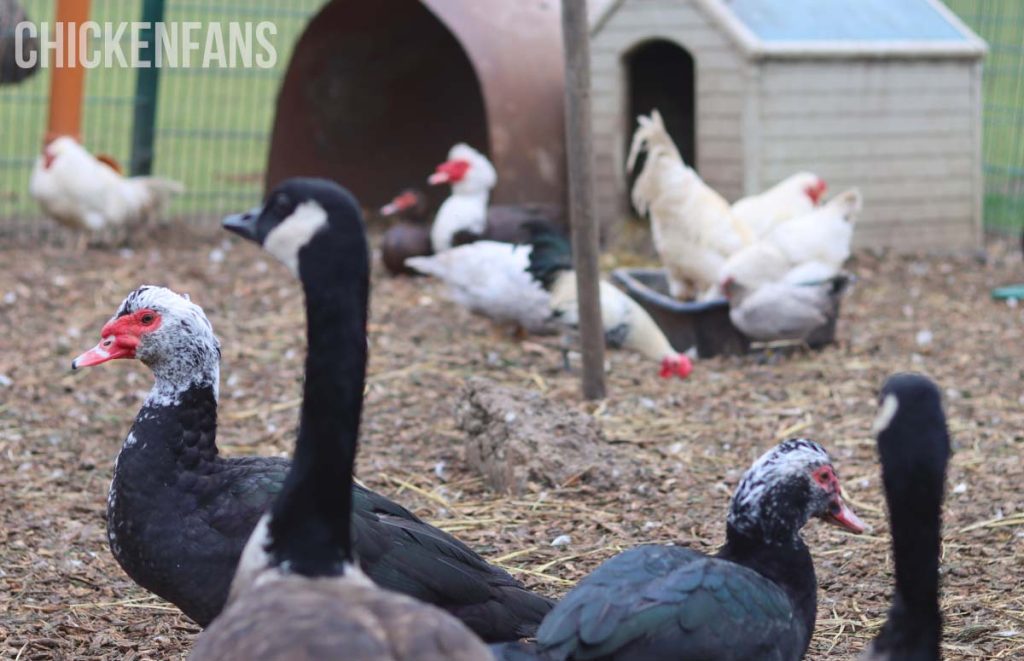 chickens and ducks and geese living together