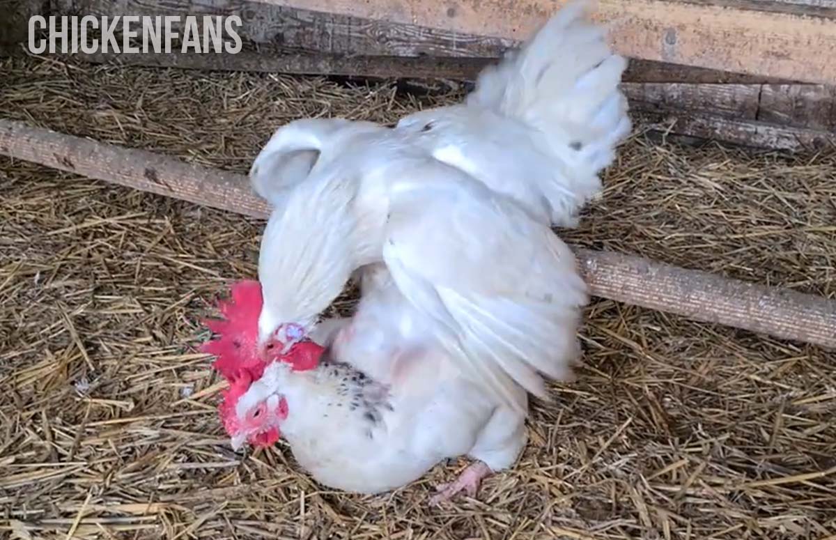 How Do Chickens Mate? (With Pictures And Videos)