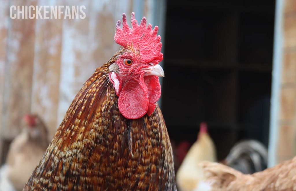 a rooster with bright red comb and wattles is ready for mating season