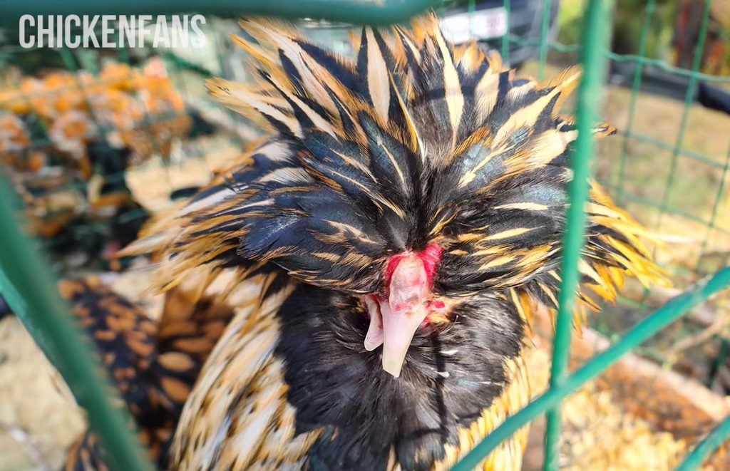 a polish chicken with scissor beak or cross beak