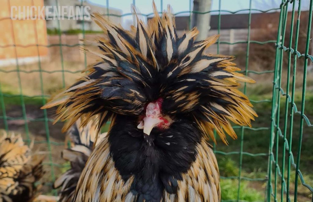 a polish chicken with a scissor beak or cross beak