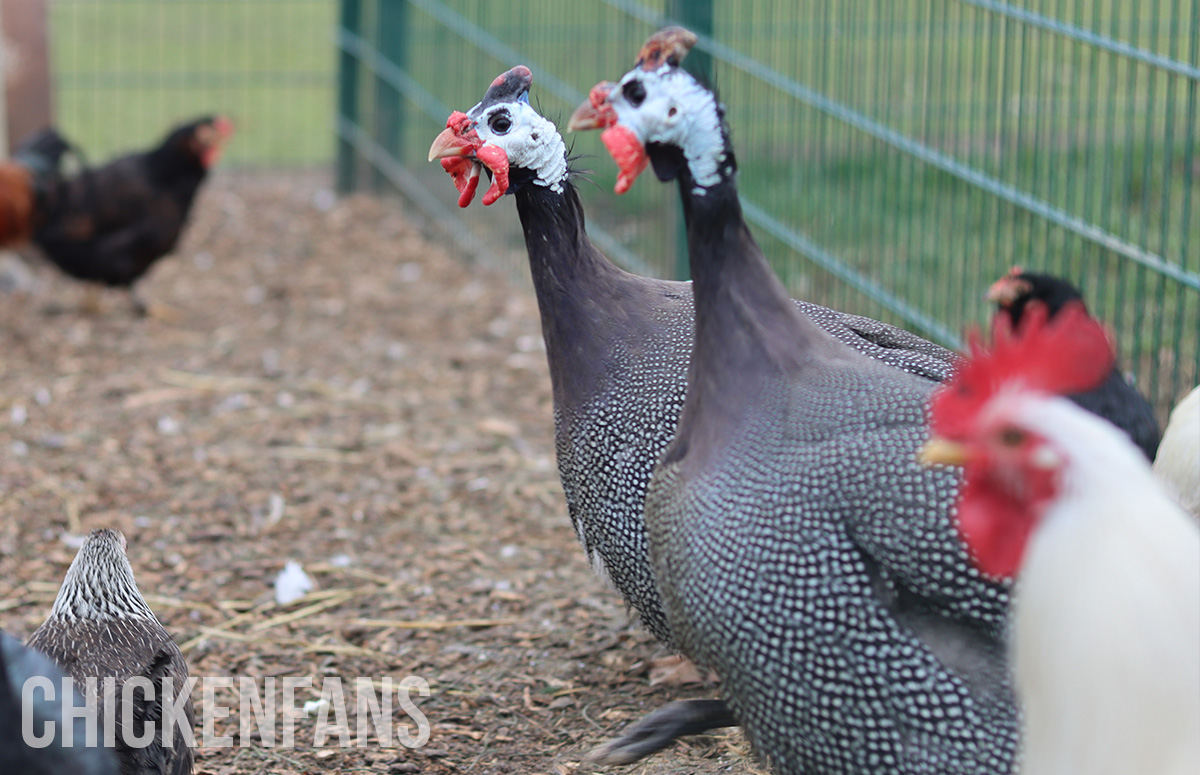 Can Chickens And Guinea Fowl Live Together?