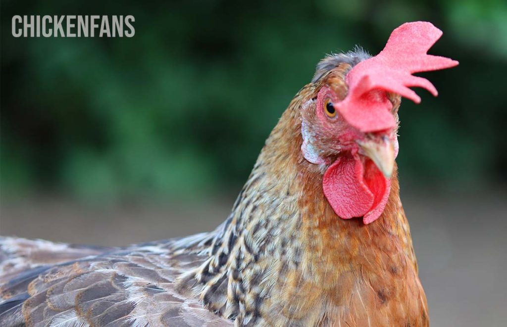 a close up of an olive egger chicken