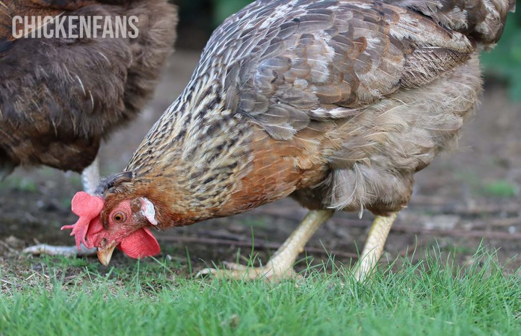 an olive egger chicken