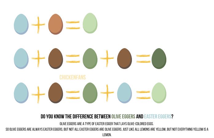 an illustration to explain how an egg gets its color by crossbreeding chickens