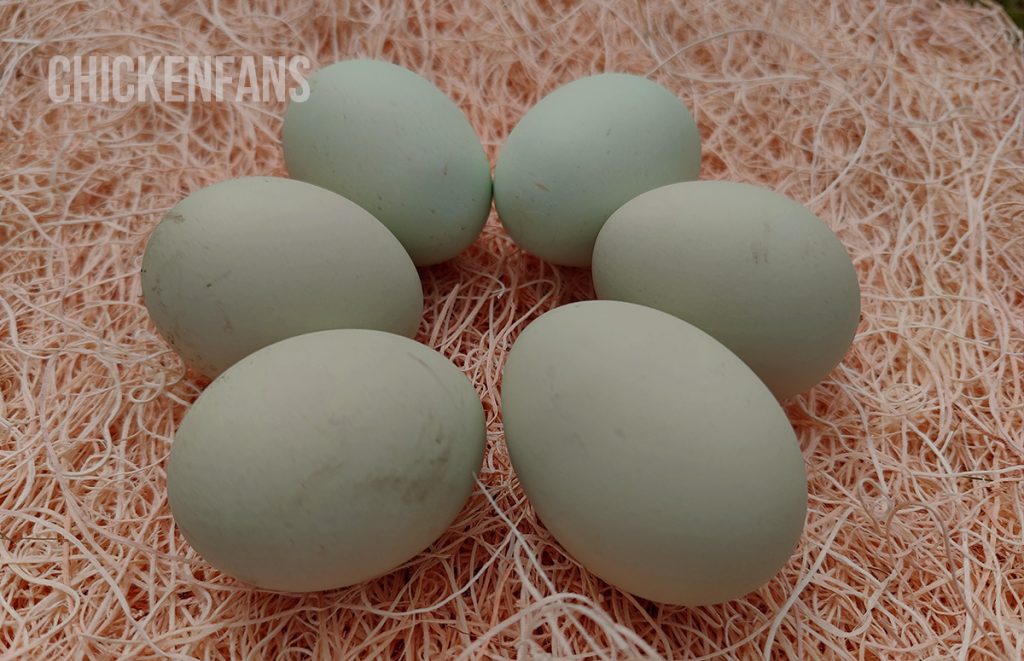 light green eggs of an olive egger