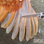 a chicken's wing getting clipped