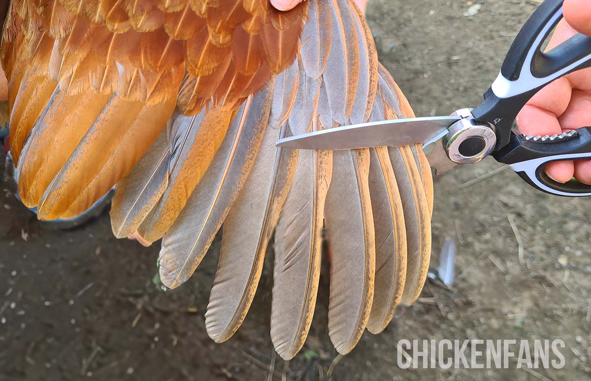Clipping A Chicken’s Wing Feathers: When And How?