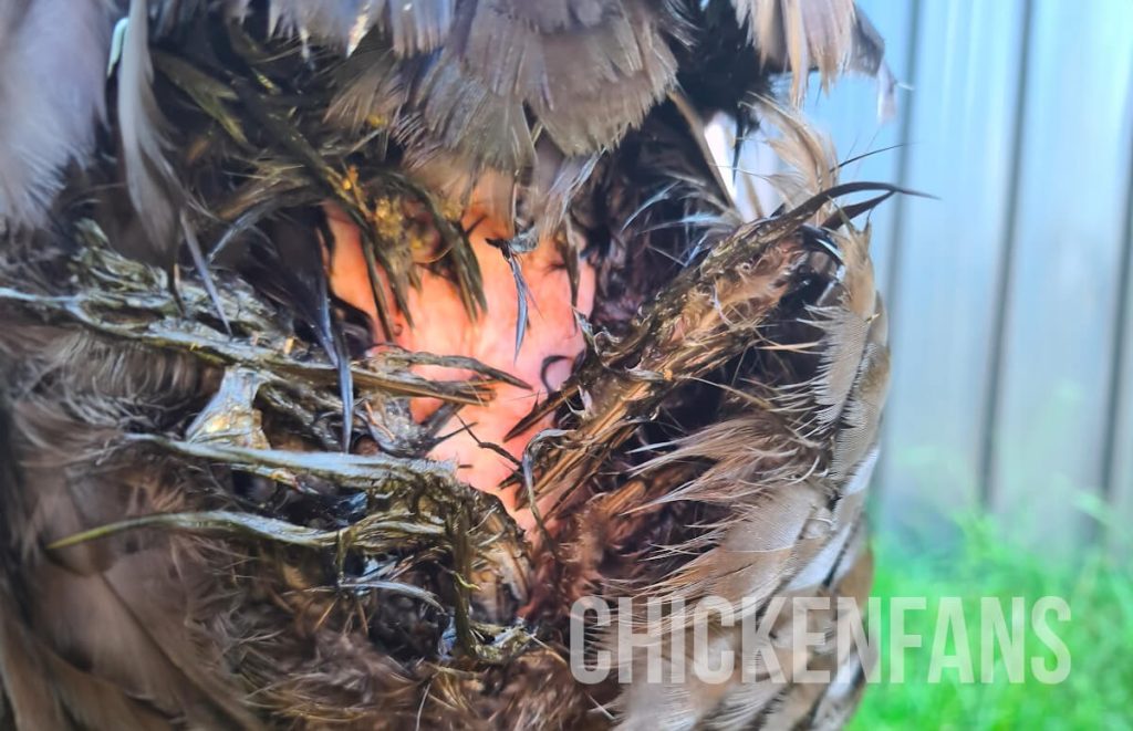 dirty vent area of a chicken