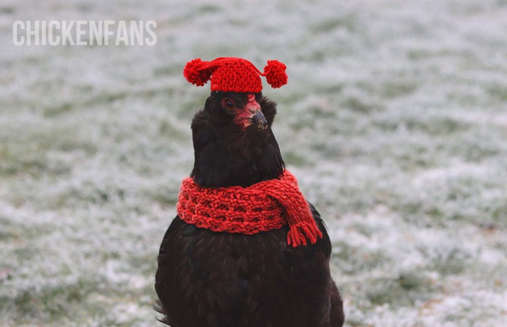 a chicken in the snow wearing a cap and scarf