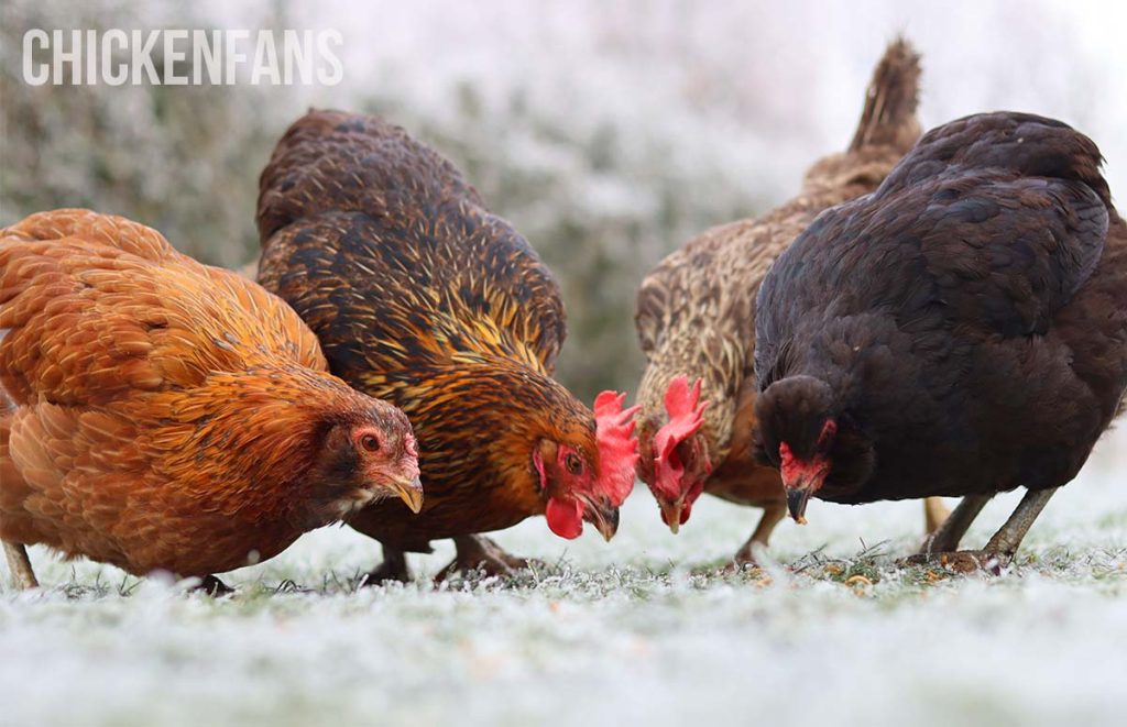 four chickens eating frozen grass in winter