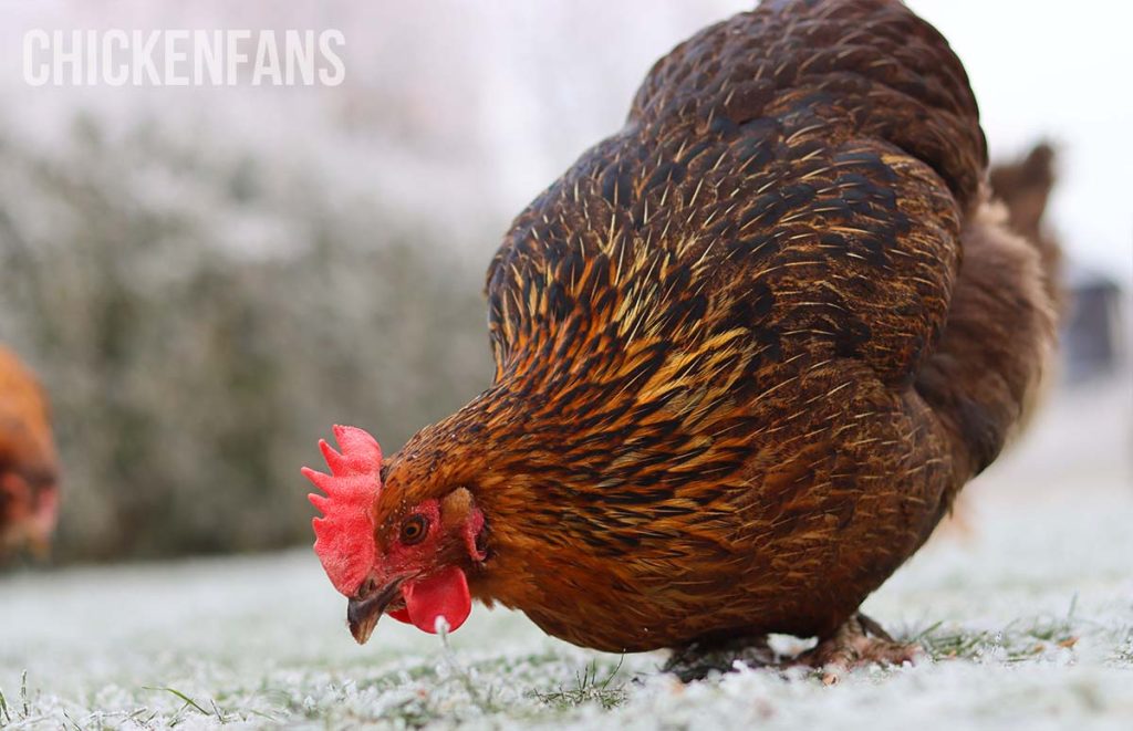 a foraging chicken in winter