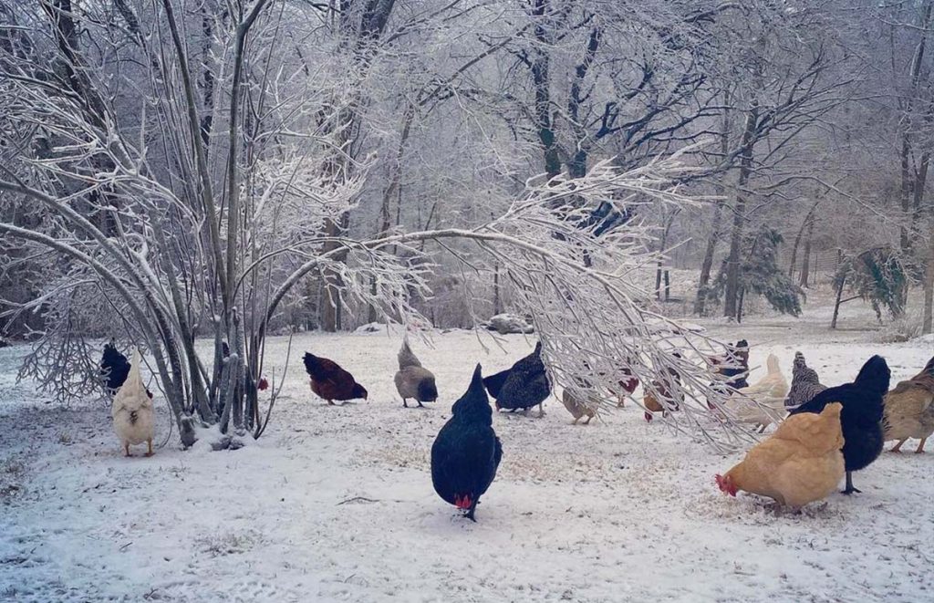 a flock of chickens in the snow