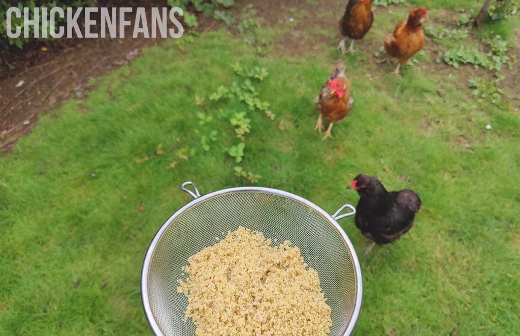 a bowl of quinoa inside the chicken run