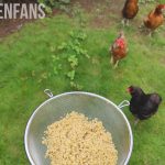 a bowl of quinoa inside the chicken run