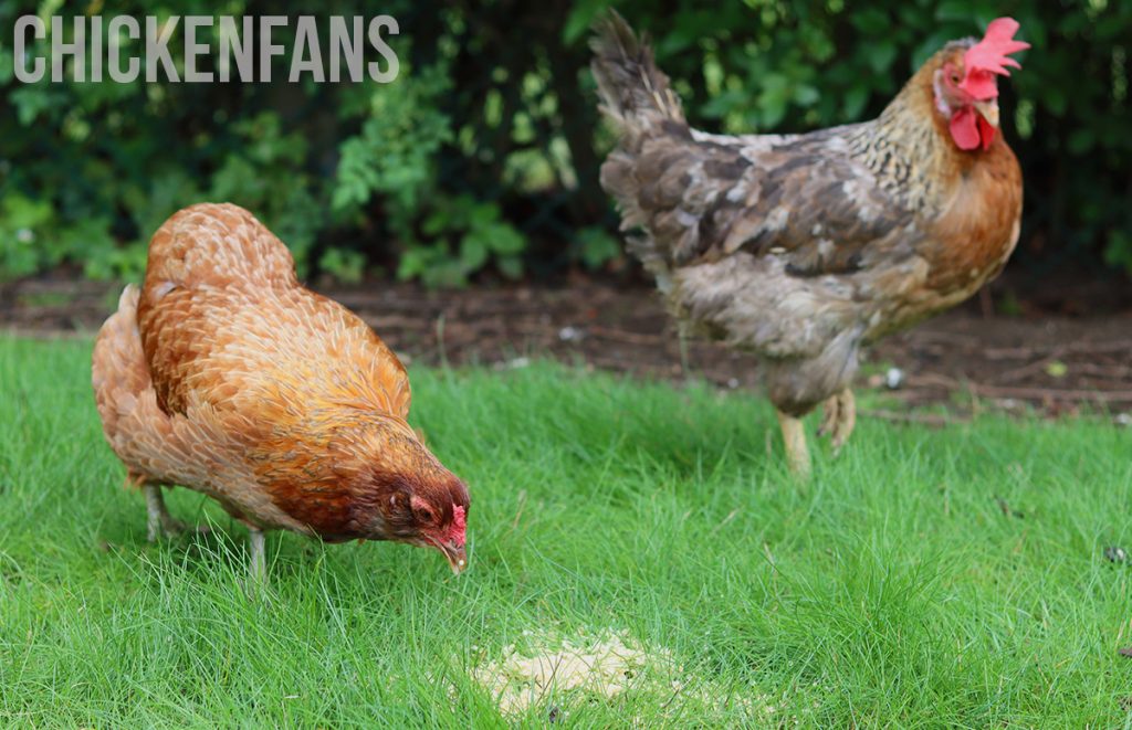 chickens eating quinoa