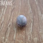 a tick