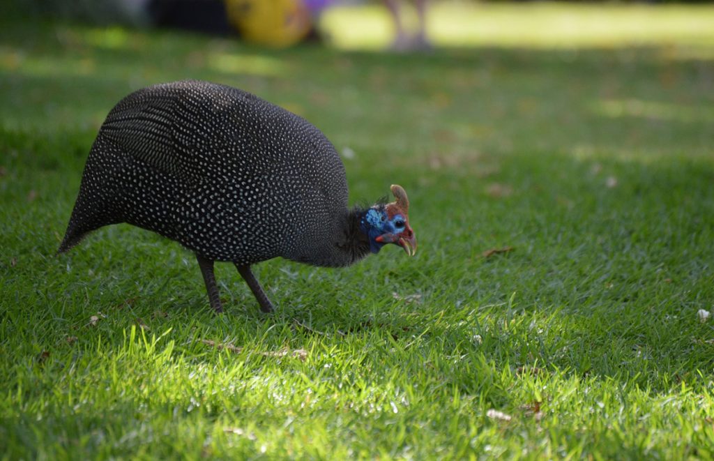 guinea fowl free ranging