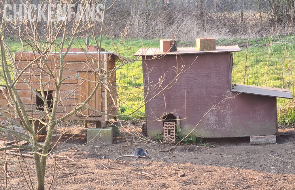 a possum inside a chicken run