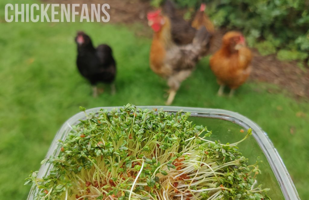 sprouted grains given to chickens