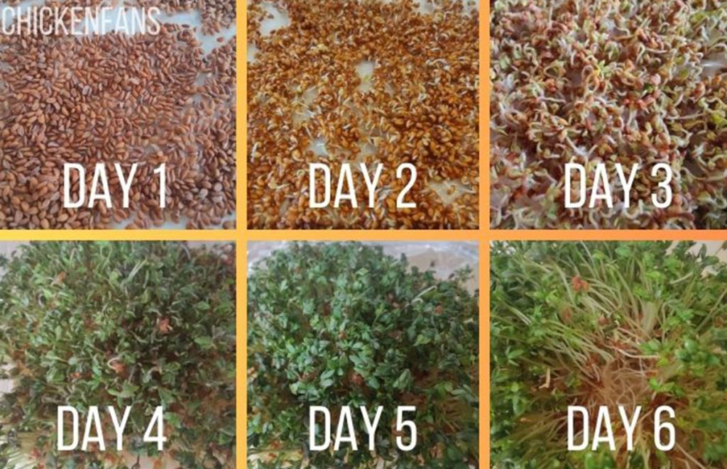 a day by day process of sprouting grains 